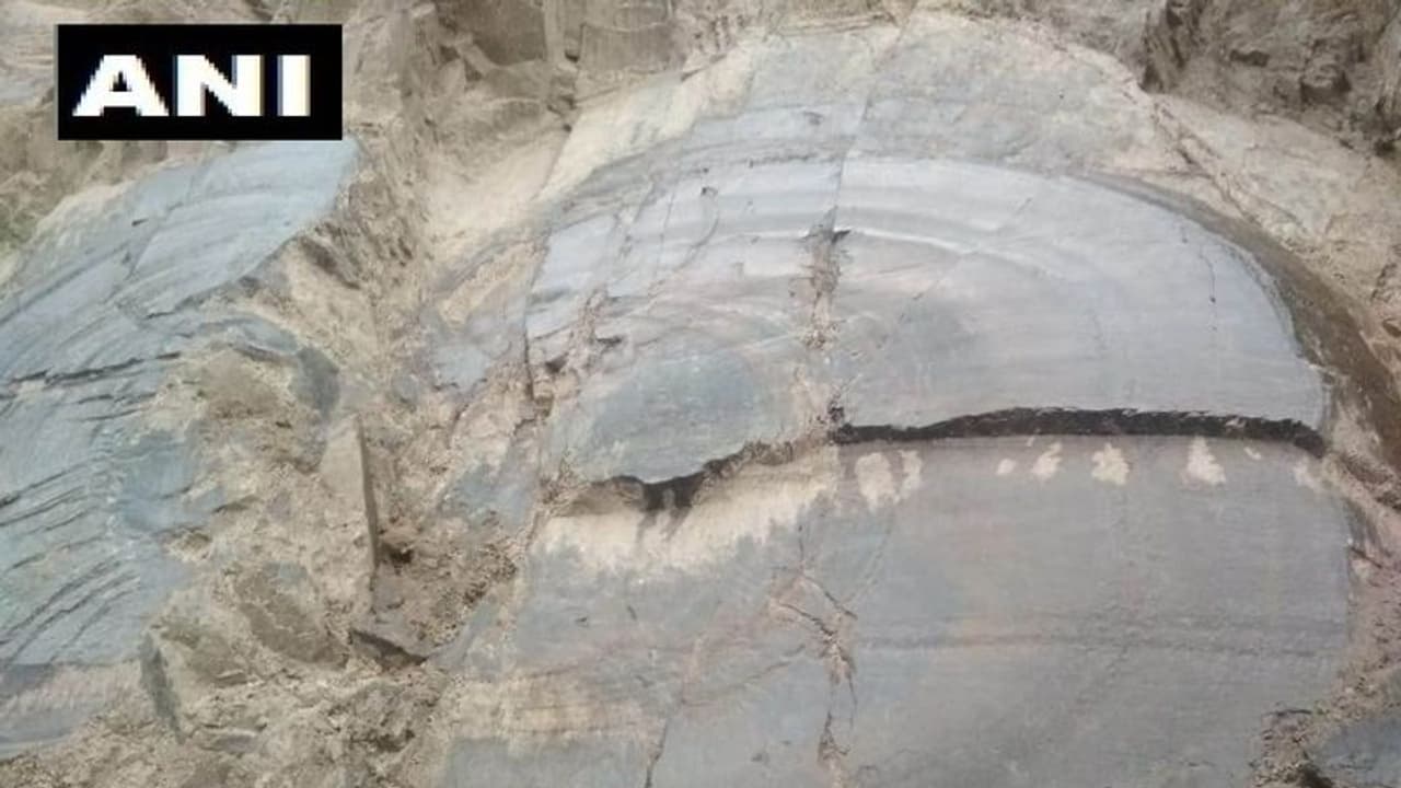 ಮೆಸೊಜೊಯಿಕ್ ಯುಗದ ಬೃಹತ್ ಮರದ ಪಳೆಯುಳಿಕೆ ಪತ್ತೆ! ಮೆಸೊಜೊಯಿಕ್ ಯುಗದ ಬೃಹತ್ ಮರದ ಪಳೆಯುಳಿಕೆ ಪತ್ತೆ!