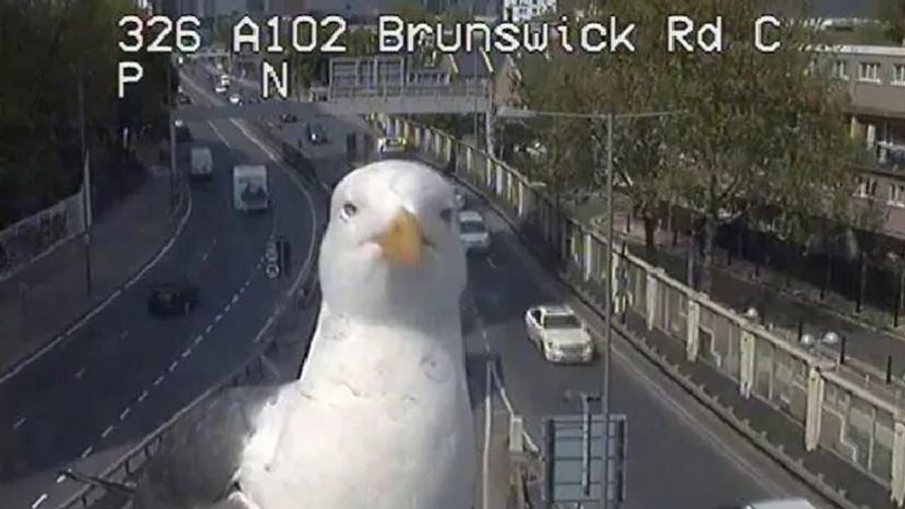 ಟ್ರಾಫಿಕ್ ಕ್ಯಾಮರಾದಲ್ಲಿ ಸೆಲ್ಫೀ ಕ್ಲಿಕ್ಕಿಸಲು ಬಂದ ಹಕ್ಕಿ! ವಿಡಿಯೋ ಫುಲ್ ವೈರಲ್