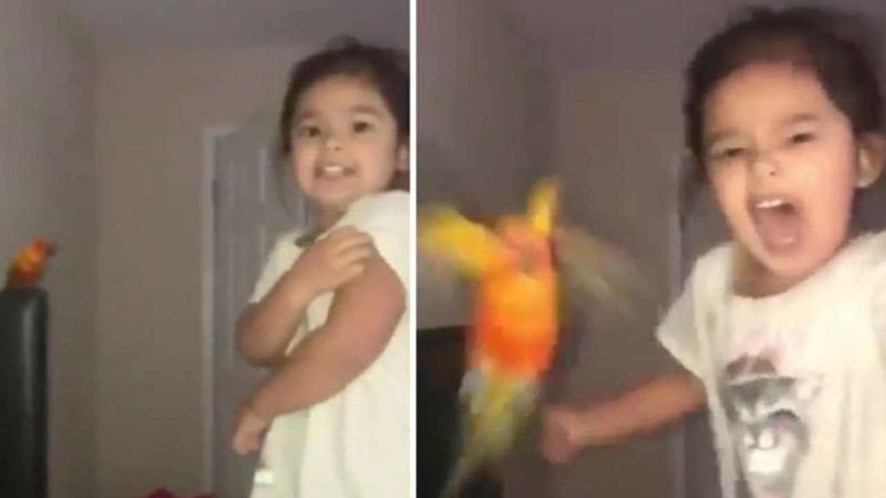 വളർത്തുതത്തയെ ആക്രമിക്കാൻ പഠിപ്പിക്കുന്ന പെൺകുട്ടി; വൈറലായി വീഡിയോ വളർത്തുതത്തയെ ആക്രമിക്കാൻ പഠിപ്പിക്കുന്ന പെൺകുട്ടി; വൈറലായി വീഡിയോ