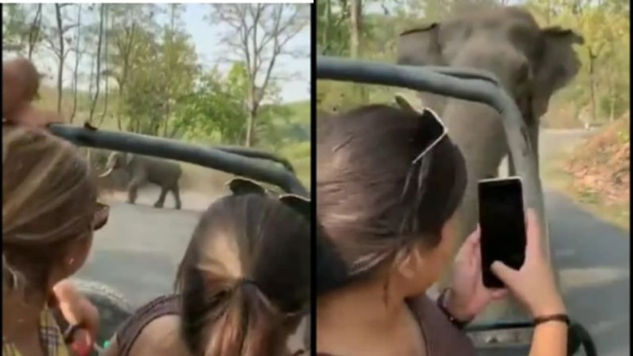 മദമിളകിയ കാട്ടാനയുടെ മുന്നിൽ സെൽഫി; യുവതികൾ രക്ഷപ്പെട്ടത് തലനാരിഴയ്ക്ക് വീഡിയോ മദമിളകിയ കാട്ടാനയുടെ മുന്നിൽ സെൽഫി; യുവതികൾ രക്ഷപ്പെട്ടത് തലനാരിഴയ്ക്ക് വീഡിയോ