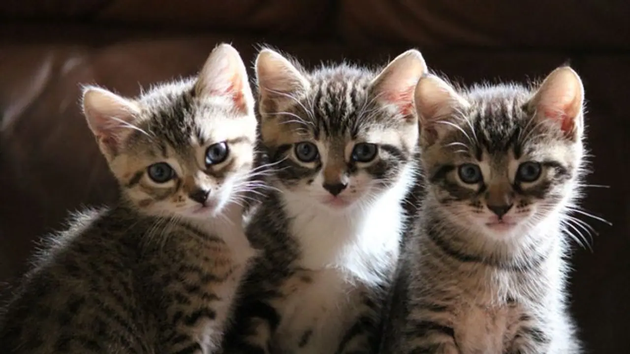 30 year old Mumbai man burns kittens for ‘fun’, arrested