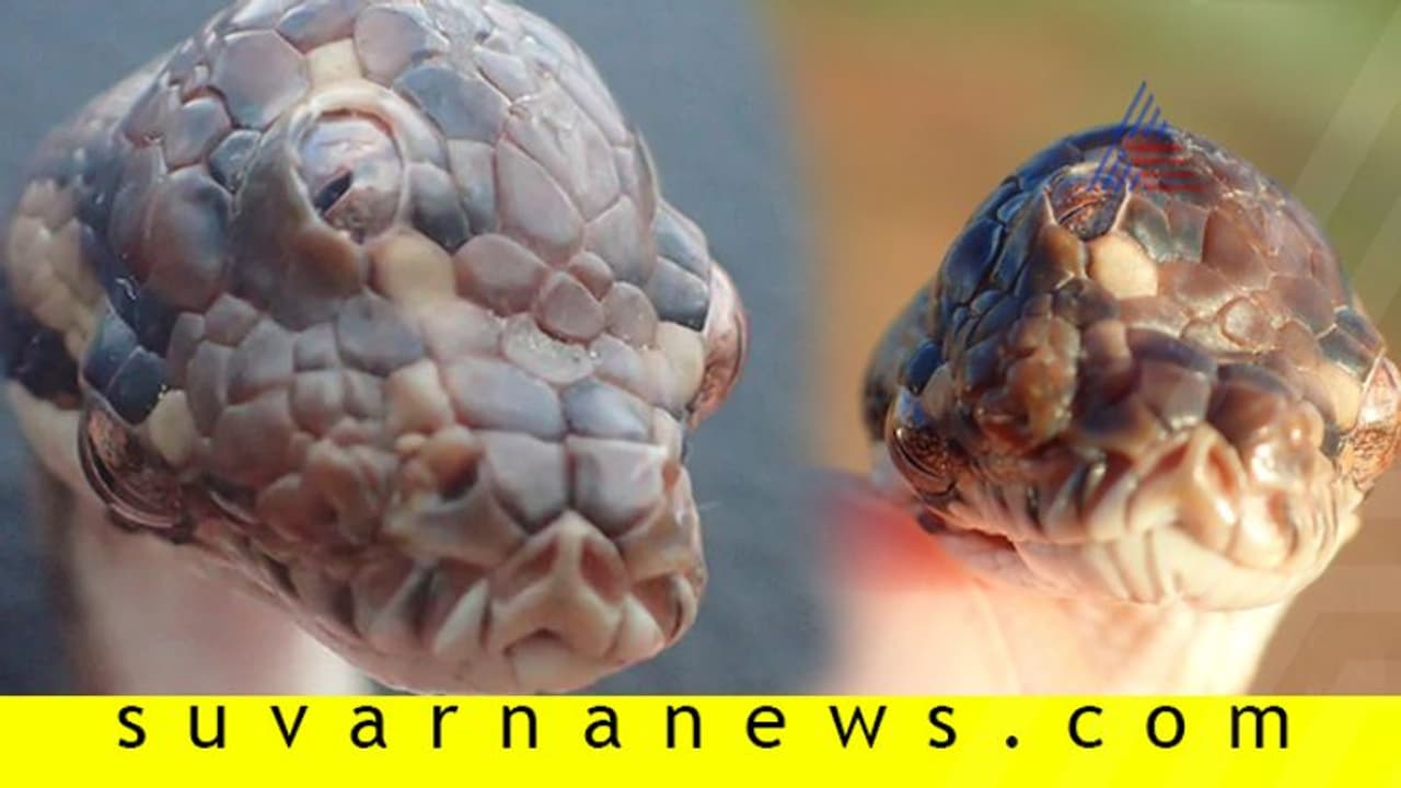 ಹೆದ್ದಾರಿಯಲ್ಲಿ ಪತ್ತೆಯಾಯ್ತು ಮೂರು ಕಣ್ಣಿನ ಹಾವು: ಫೋಟೋ ವೈರಲ್ ಹೆದ್ದಾರಿಯಲ್ಲಿ ಪತ್ತೆಯಾಯ್ತು ಮೂರು ಕಣ್ಣಿನ ಹಾವು: ಫೋಟೋ ವೈರಲ್