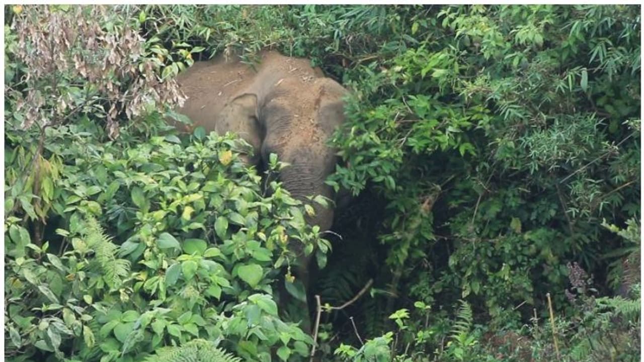 അര്‍ദ്ധരാത്രിയില്‍ നാടിനെ വിറപ്പിച്ച് ചങ്ങല പൊട്ടിച്ച് ഓടിയ ആന; വന്‍ ദുരന്തം ഒഴിവായത് തലനാരിഴയ്ക്ക്