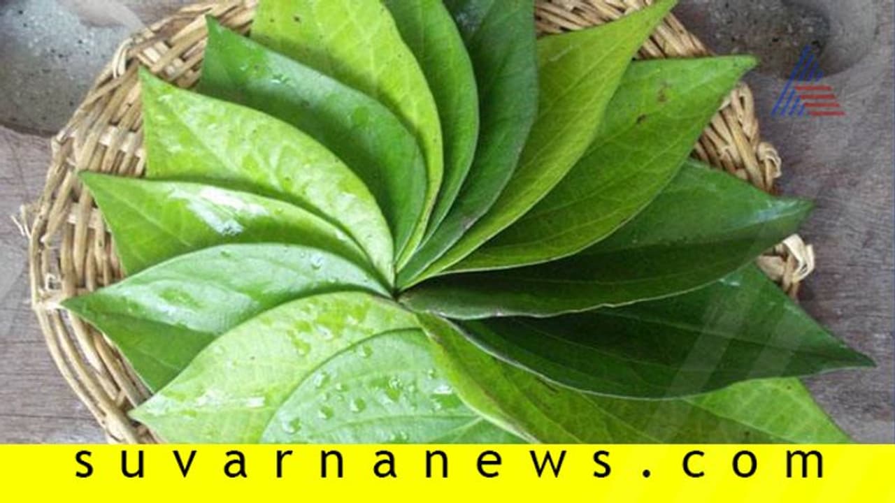 Chikkaballapur: ಮಾರುಕಟ್ಟೆ ಇತಿಹಾಸದಲ್ಲೇ ಇದೇ ಮೊದಲು: ವೀಳ್ಯದೆಲೆಗೆ ಚಿನ್ನದ ದರ..! Chikkaballapur: ಮಾರುಕಟ್ಟೆ ಇತಿಹಾಸದಲ್ಲೇ ಇದೇ ಮೊದಲು: ವೀಳ್ಯದೆಲೆಗೆ ಚಿನ್ನದ ದರ..!