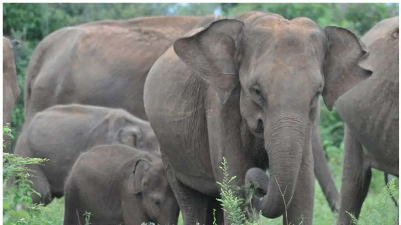 ಒಂಟಿ ಸಲಗ ಸೆರೆಗೆ ಸಕಲ ಸಿದ್ಧತೆ: ಹಾಸನದ ಕ್ಯಾಂಪ್‌ಗೆ 5 ಸಾಕಾನೆಗಳು