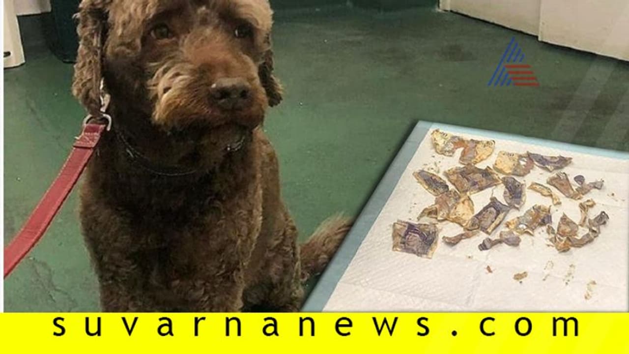 ತಮಾಷೆಯಲ್ಲ 15000 ರು. ತಿಂದ ಶ್ವಾನದ ಚಿಕಿತ್ಸೆಗೆ 11000 ಖರ್ಚು! ತಮಾಷೆಯಲ್ಲ 15000 ರು. ತಿಂದ ಶ್ವಾನದ ಚಿಕಿತ್ಸೆಗೆ 11000 ಖರ್ಚು!