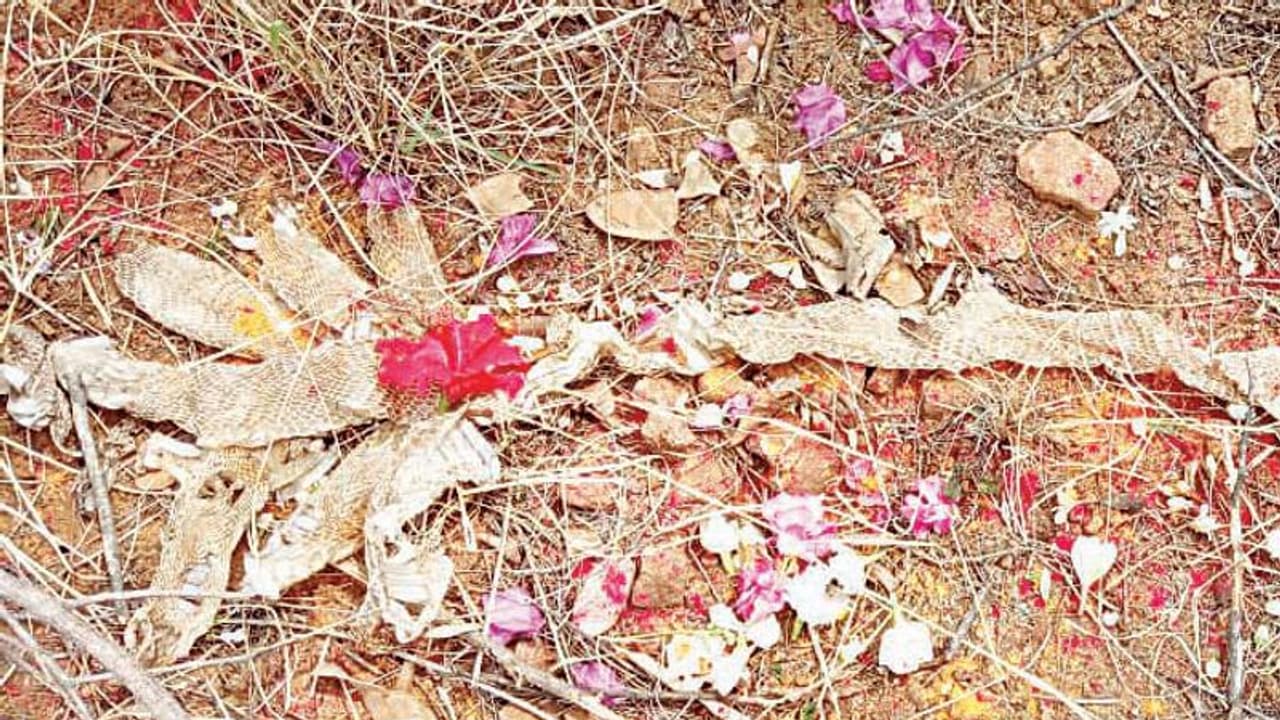 7 ತಲೆ ಹಾವಿನ ಪೊರೆ ಪತ್ತೆ: ಭಕ್ತರಿಂದ ಪೂಜೆ 7 ತಲೆ ಹಾವಿನ ಪೊರೆ ಪತ್ತೆ: ಭಕ್ತರಿಂದ ಪೂಜೆ