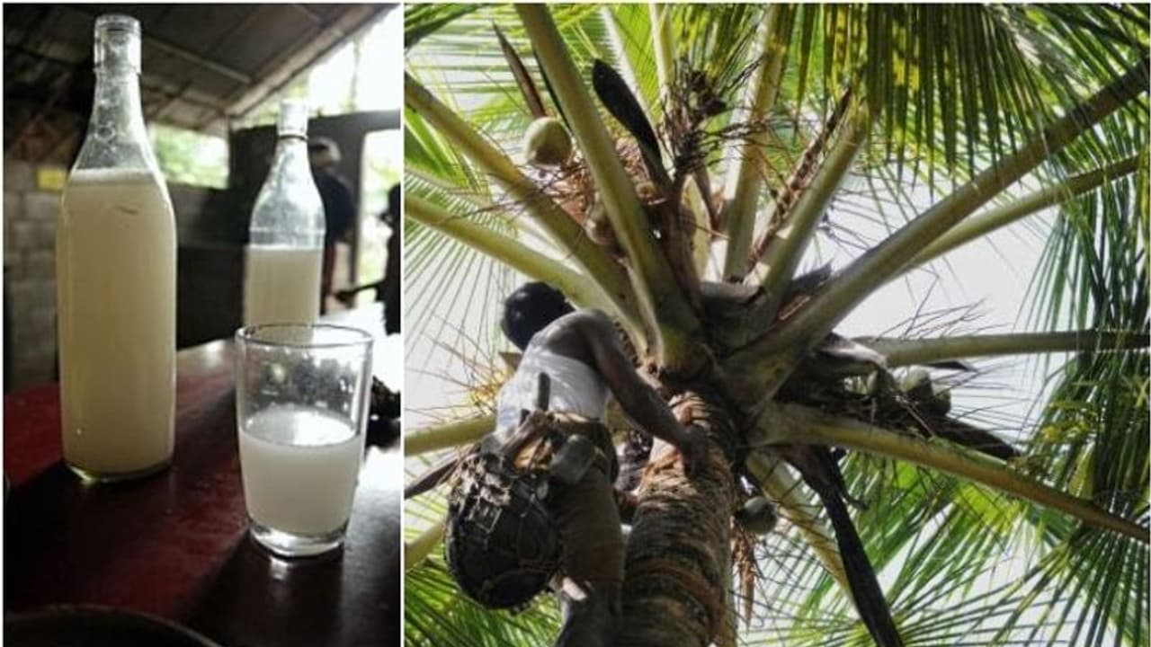 കളളില്‍ കഞ്ചാവിന്‍റെ അംശം: അന്വേഷണം തുടരുന്നു; അഞ്ച് ഷാപ്പുകൾ അടച്ച് പൂട്ടി