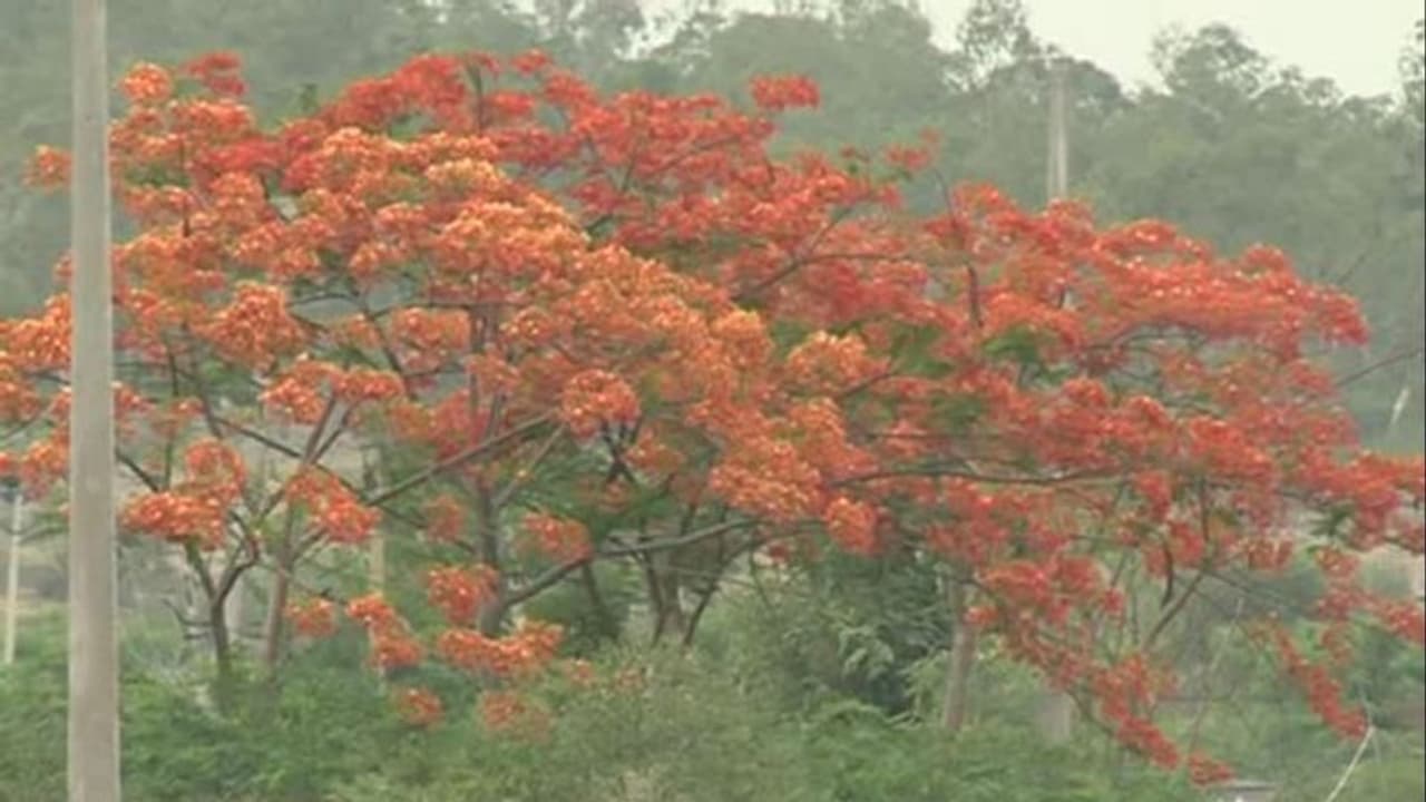 ಬಿಸಿಲು ಮರೆಸುವ ಗುಲ್ ಮೊಹರ್ ಮರಗಳು! ಬಿಸಿಲು ಮರೆಸುವ ಗುಲ್ ಮೊಹರ್ ಮರಗಳು!