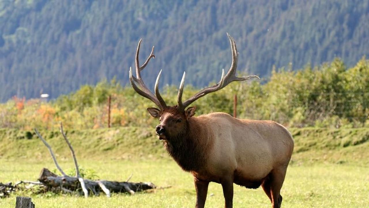 বদলাচ্ছে আবহাওয়া, হাজার বছরের অভ্যেসে পরিবর্তন আনছে দুর্লভ এই বলগা হরিণ