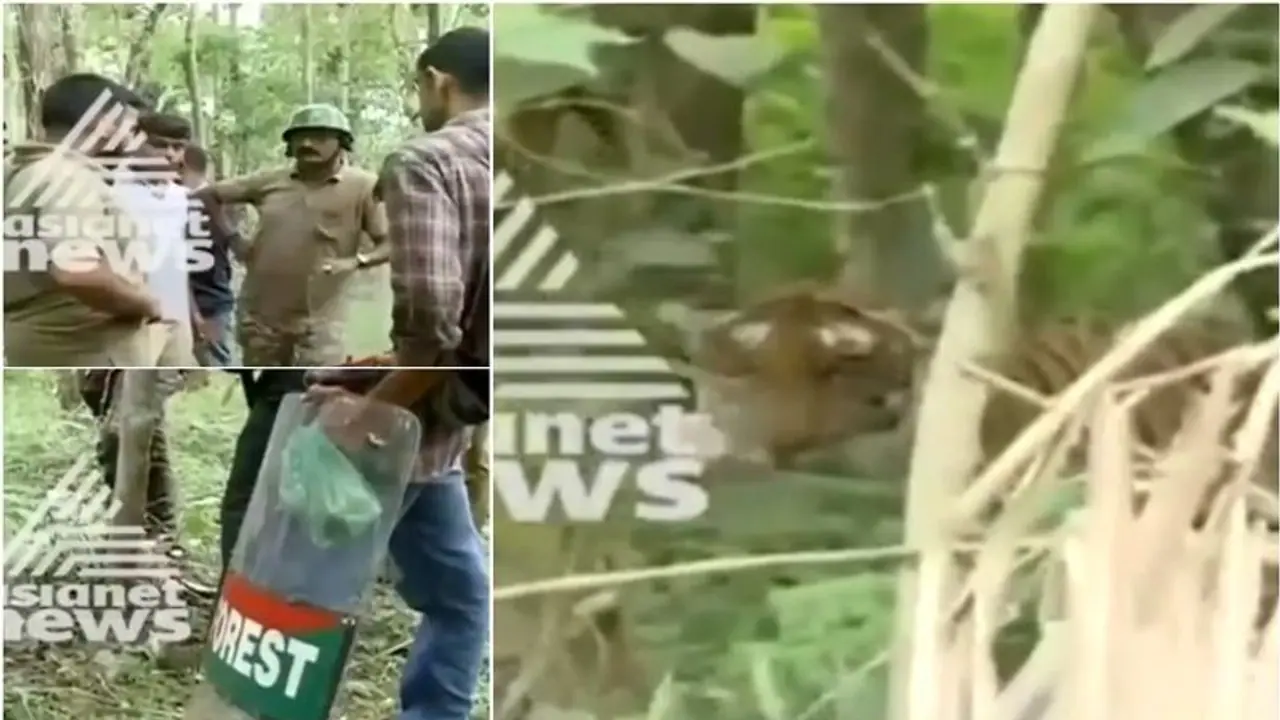 പുൽപ്പള്ളിയിലിറങ്ങിയ കടുവയെ ഒന്നര ദിവസം നീണ്ട ശ്രമത്തിനൊടുവിൽ തുരത്തിയോടിച്ചു പുൽപ്പള്ളിയിലിറങ്ങിയ കടുവയെ ഒന്നര ദിവസം നീണ്ട ശ്രമത്തിനൊടുവിൽ തുരത്തിയോടിച്ചു