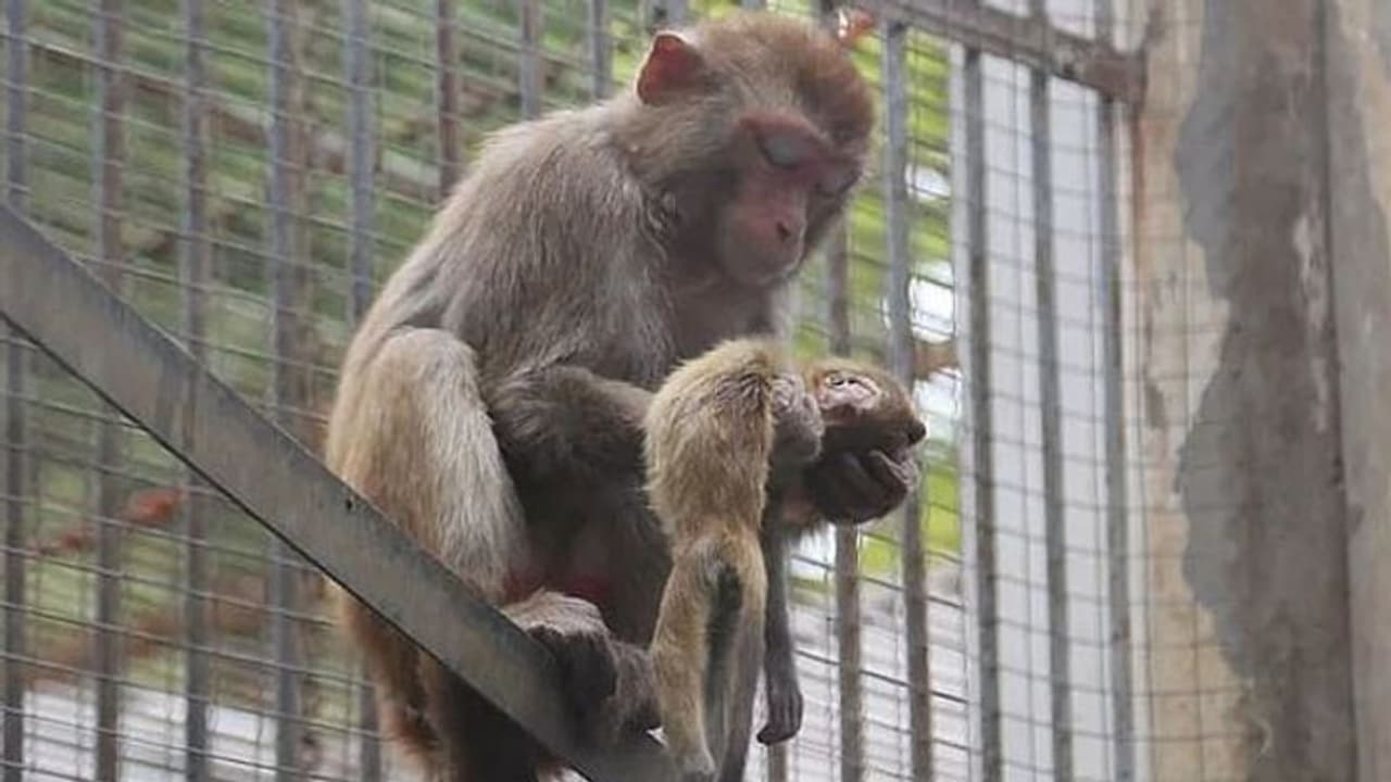 മരിച്ചുമരവിച്ച കുഞ്ഞിനെ ശരീരത്തില് നിന്നും മാറ്റാന് കൂട്ടാക്കാതെ ഒരു അമ്മക്കുരങ്ങ്; ഇത് കണ്ണിനെ ഈറനണിയിക്കുന്ന ദൃശ്യം മരിച്ചുമരവിച്ച കുഞ്ഞിനെ ശരീരത്തില് നിന്നും മാറ്റാന് കൂട്ടാക്കാതെ ഒരു അമ്മക്കുരങ്ങ്; ഇത് കണ്ണിനെ ഈറനണിയിക്കുന്ന ദൃശ്യം