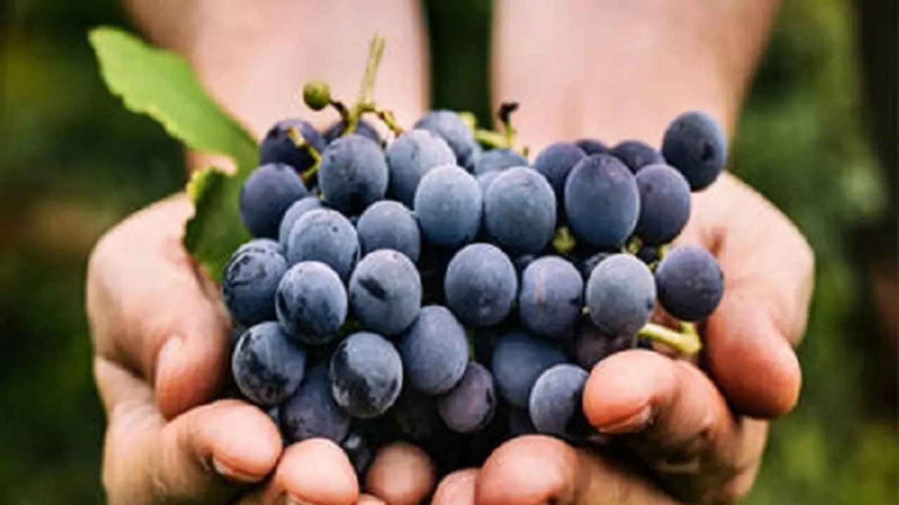 ಫಳ ಫಳ ಹೊಳೆಯೋ ತ್ವಚೆಗೆ ಬ್ಲ್ಯಾಕ್ ಫುಡ್.... ಫಳ ಫಳ ಹೊಳೆಯೋ ತ್ವಚೆಗೆ ಬ್ಲ್ಯಾಕ್ ಫುಡ್....