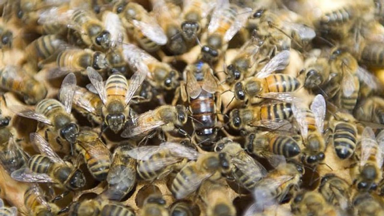 ജോലിക്കിടെ തൊഴിലുറപ്പു തൊഴിലാളികള്ക്ക് കടന്നല് കുത്തേറ്റു ജോലിക്കിടെ തൊഴിലുറപ്പു തൊഴിലാളികള്ക്ക് കടന്നല് കുത്തേറ്റു