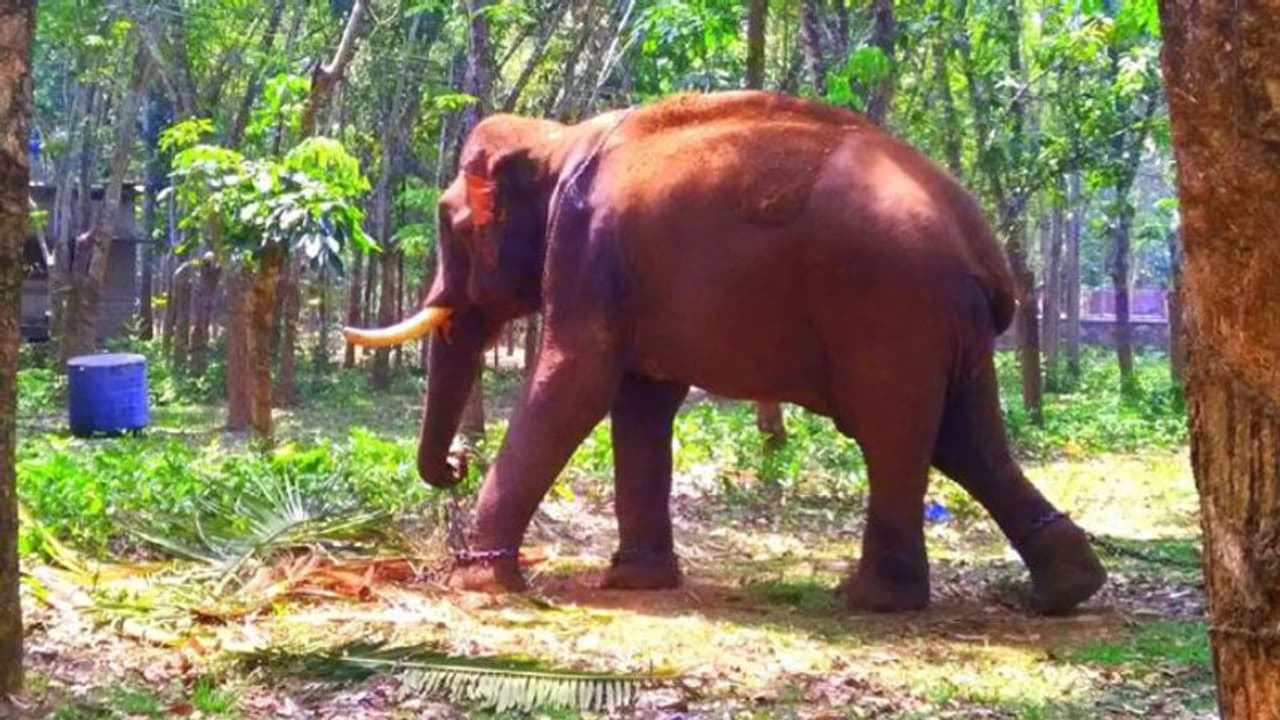 കോന്നിയിൽ അർദ്ധരാത്രി ആന വിരണ്ടോടി; ആറ് വാഹനങ്ങൾ തകർത്തു കോന്നിയിൽ അർദ്ധരാത്രി ആന വിരണ്ടോടി; ആറ് വാഹനങ്ങൾ തകർത്തു