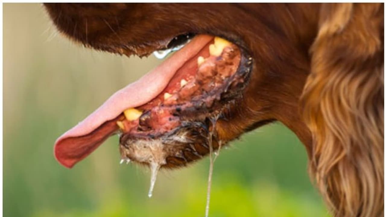 പേ വിഷബാധയേറ്റത് ആരുമറിഞ്ഞില്ല; എട്ടുവയസ്സുകാരന് ദാരുണാന്ത്യം പേ വിഷബാധയേറ്റത് ആരുമറിഞ്ഞില്ല; എട്ടുവയസ്സുകാരന് ദാരുണാന്ത്യം