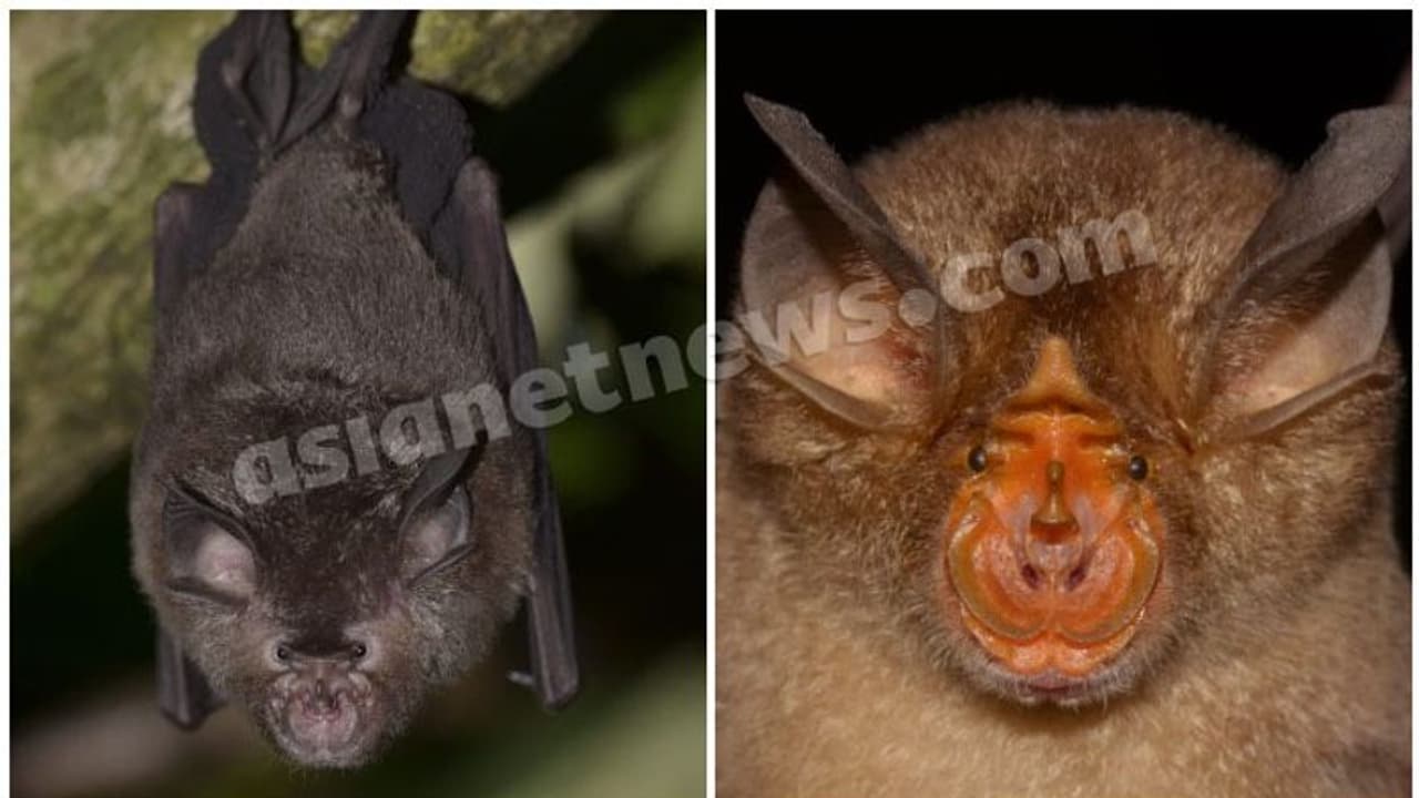 പശ്ചിമഘട്ടത്തില് 20 ഇനം വവ്വാലുകളെ കണ്ടെത്തി; പുതിയതായി ഏഴ് ഇനം കൂടി പശ്ചിമഘട്ടത്തില് 20 ഇനം വവ്വാലുകളെ കണ്ടെത്തി; പുതിയതായി ഏഴ് ഇനം കൂടി