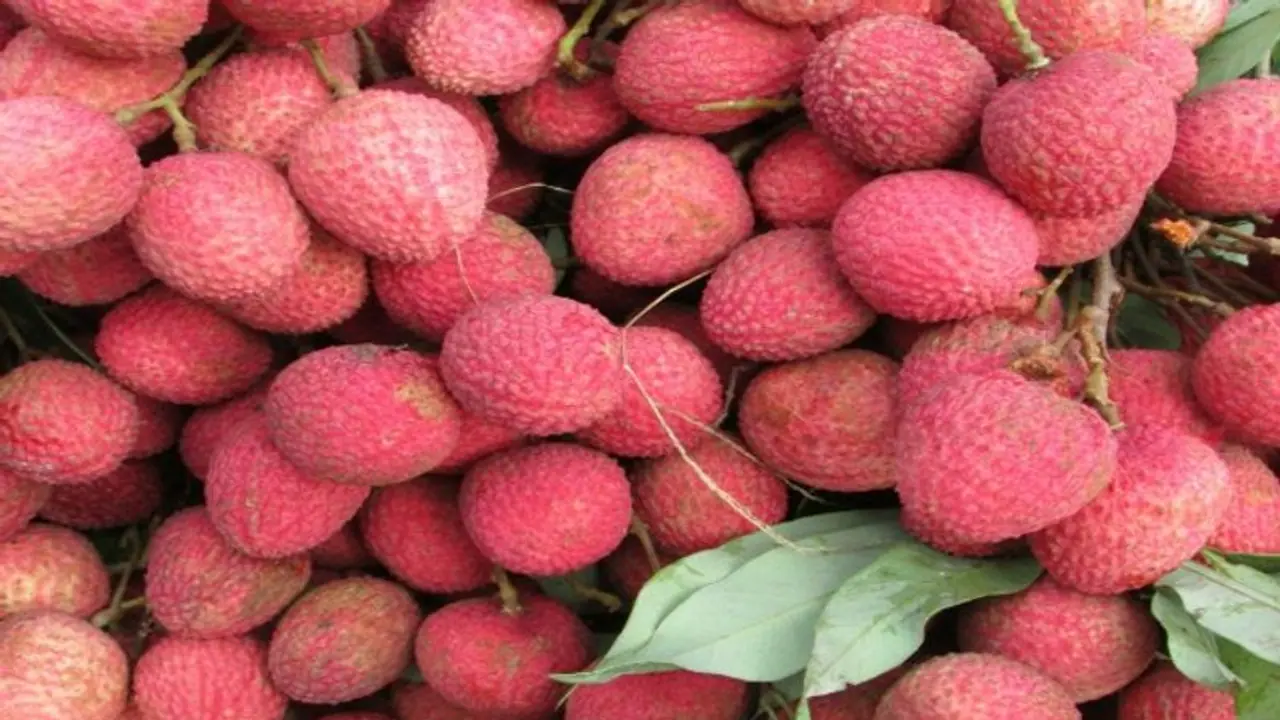 ত্বকের এই তিন সমস্যা সমাধানে হাতিয়ার করুন লিচু, জেনে নিন কীভাবে ব্যবহার করবেন ত্বকের এই তিন সমস্যা সমাধানে হাতিয়ার করুন লিচু, জেনে নিন কীভাবে ব্যবহার করবেন