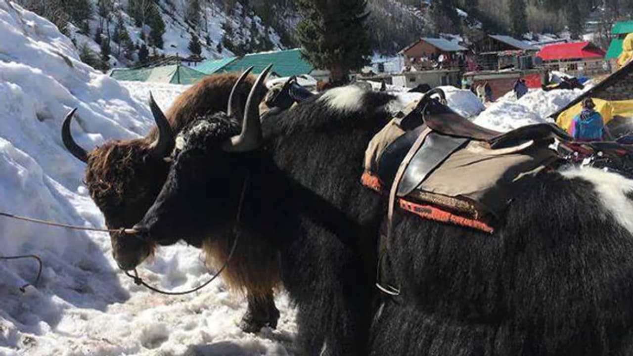ಸಿಕ್ಕಿಂನಲ್ಲಿ ಹಿಮಪಾತ: ಆಹಾರ ಸಿಗದೇ 300 ಯಾಕ್ಗಳ ಸಾವು ಸಿಕ್ಕಿಂನಲ್ಲಿ ಹಿಮಪಾತ: ಆಹಾರ ಸಿಗದೇ 300 ಯಾಕ್ಗಳ ಸಾವು
