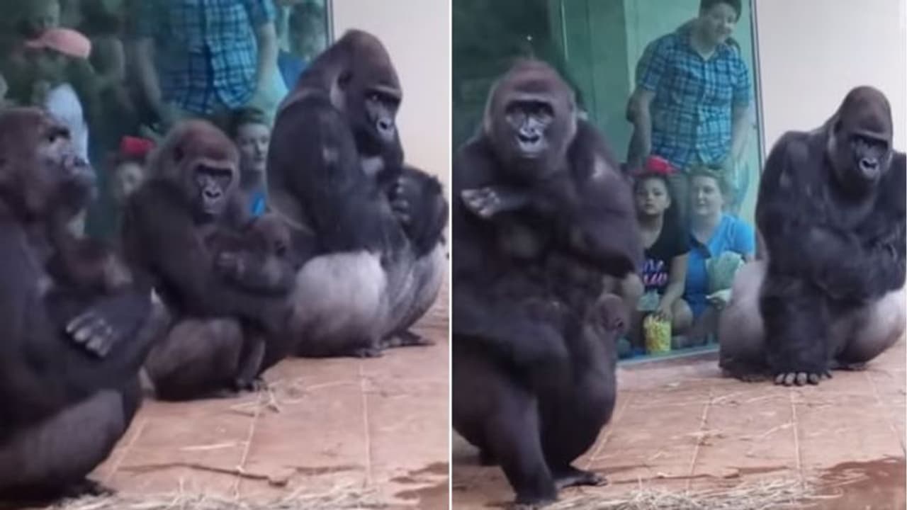 ശരിക്കും മനുഷ്യരെ പോലെ തന്നെ; ഗറില്ലകളുടെ കിടിലന് വീഡിയോ ശരിക്കും മനുഷ്യരെ പോലെ തന്നെ; ഗറില്ലകളുടെ കിടിലന് വീഡിയോ