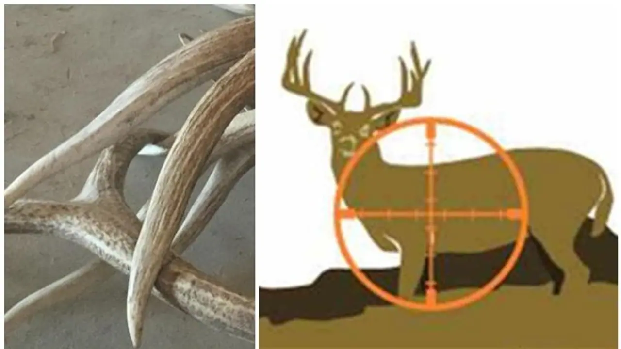 വാഹനമോഷണക്കേസ് പ്രതിയുടെ വീട്ടിൽ പൊലീസ് പരിശോധനക്കെത്തി: കണ്ടെത്തിയത് മാൻ കൊമ്പുകൾ വാഹനമോഷണക്കേസ് പ്രതിയുടെ വീട്ടിൽ പൊലീസ് പരിശോധനക്കെത്തി: കണ്ടെത്തിയത് മാൻ കൊമ്പുകൾ