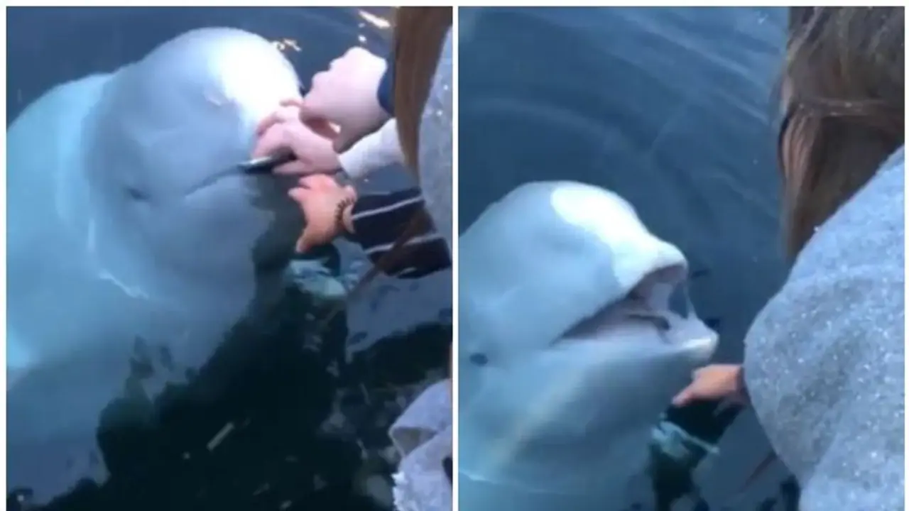 കടലില് പോയ ഫോണുമായി അപ്രതീക്ഷിത എന്ട്രി; അത്ഭുതപ്പെടുത്തുന്ന ദൃശ്യങ്ങള് പുറത്ത് കടലില് പോയ ഫോണുമായി അപ്രതീക്ഷിത എന്ട്രി; അത്ഭുതപ്പെടുത്തുന്ന ദൃശ്യങ്ങള് പുറത്ത്