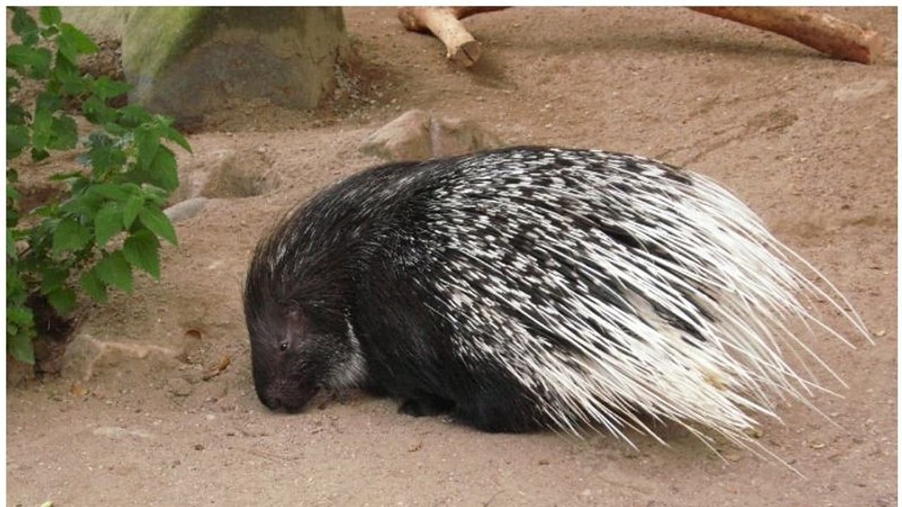 മുള്ളന്പന്നിയുടെ മാംസ വില്പന; ഒരാള് അറസ്റ്റില് മുള്ളന്പന്നിയുടെ മാംസ വില്പന; ഒരാള് അറസ്റ്റില്