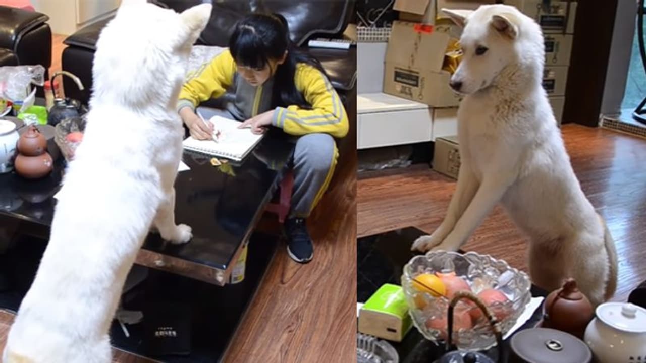 മകൾ പഠിക്കുന്നുണ്ടോ എന്നറിയാൻ വളർത്തുനായയെ കാവൽ നിർത്തി പിതാവ്; വൈറലായി വീഡിയോ മകൾ പഠിക്കുന്നുണ്ടോ എന്നറിയാൻ വളർത്തുനായയെ കാവൽ നിർത്തി പിതാവ്; വൈറലായി വീഡിയോ