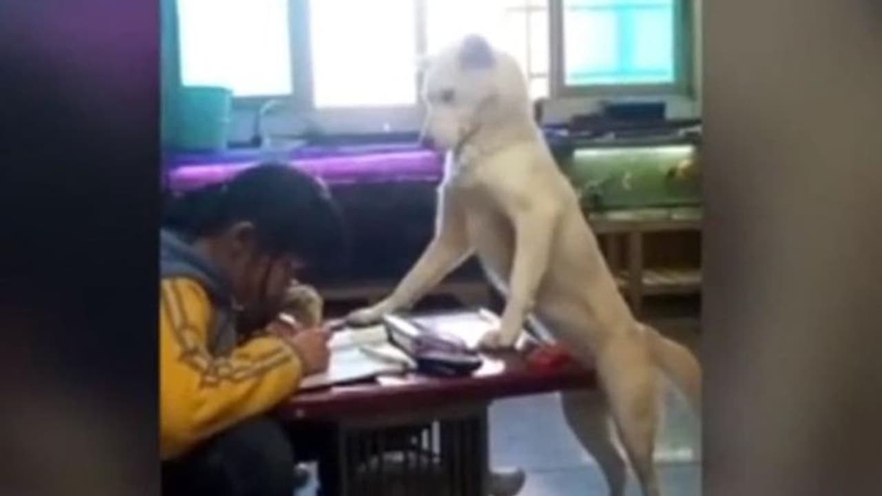 కూతురు హోం వర్క్ చేయట్లేదని, కుక్క కాపలా: తండ్రి వెరైటీ ఆలోచన కూతురు హోం వర్క్ చేయట్లేదని, కుక్క కాపలా: తండ్రి వెరైటీ ఆలోచన