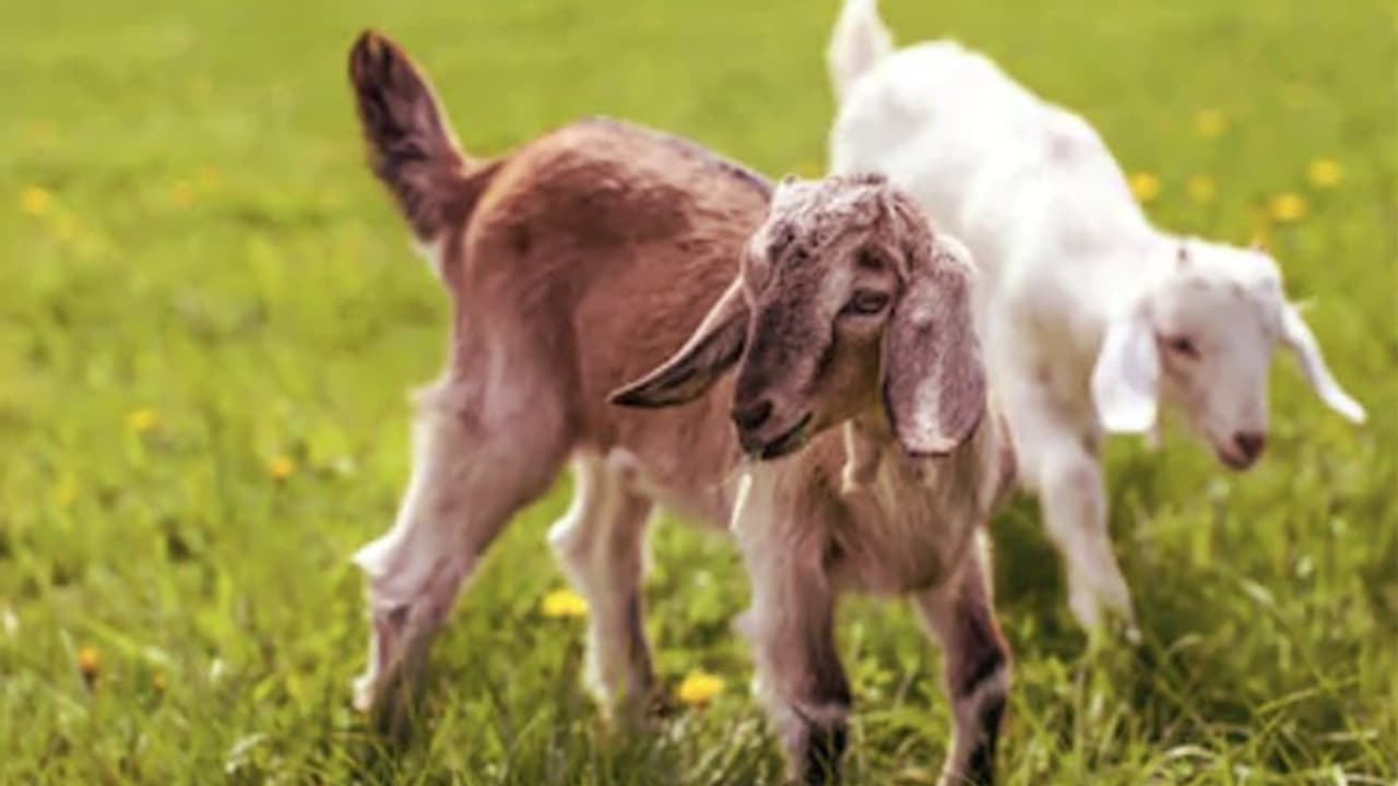 మనిషి రూపంలో మేకపిల్ల: సోషల్ మీడియాను షేక్ చేస్తున్న వీడియోలు మనిషి రూపంలో మేకపిల్ల: సోషల్ మీడియాను షేక్ చేస్తున్న వీడియోలు