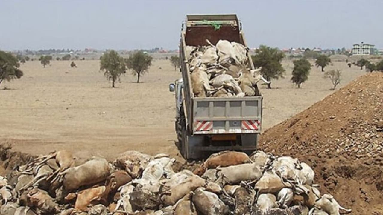 ವೈರಲ್ ಚೆಕ್: ರಾಜಸ್ಥಾನದಲ್ಲಿ ಮೇವಿಲ್ಲದೆ ನೂರಾರು ದನಕರುಗಳು ಮೃತಪಟ್ಟವಾ? ವೈರಲ್ ಚೆಕ್: ರಾಜಸ್ಥಾನದಲ್ಲಿ ಮೇವಿಲ್ಲದೆ ನೂರಾರು ದನಕರುಗಳು ಮೃತಪಟ್ಟವಾ?