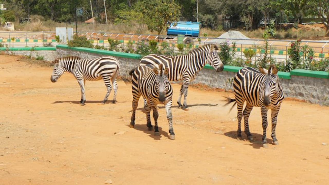 Bannerghatta Biological Park loses Israel imported Zebra due to gastrointestinal tract infection Bannerghatta Biological Park loses Israel imported Zebra due to gastrointestinal tract infection