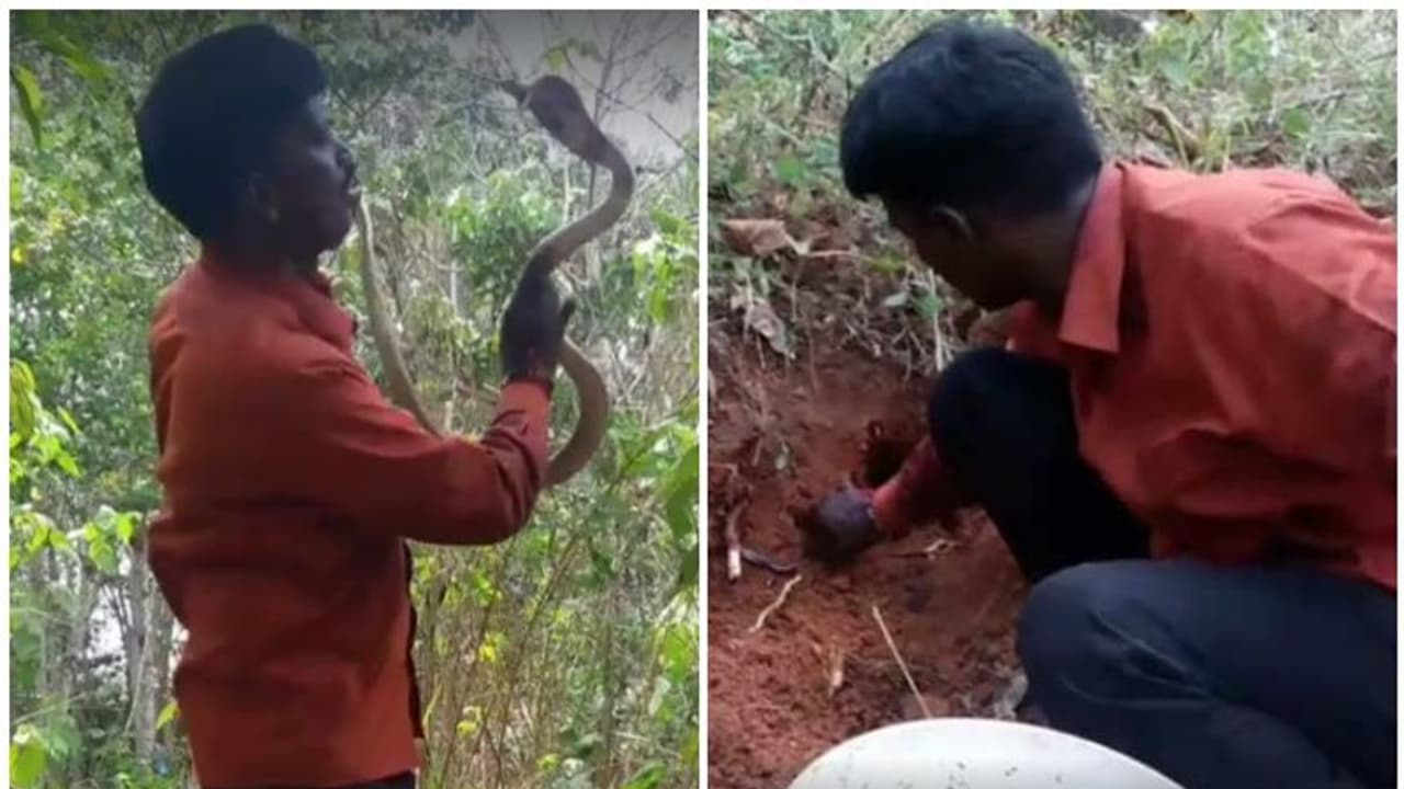 മുര്ഖനും 21 കുഞ്ഞുങ്ങളും; സുരക്ഷിതമായി പിടിച്ച് വാവ സുരേഷ് മുര്ഖനും 21 കുഞ്ഞുങ്ങളും; സുരക്ഷിതമായി പിടിച്ച് വാവ സുരേഷ്