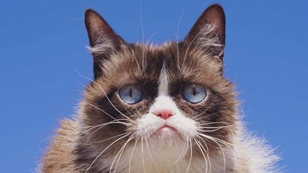 ಮೆಮೆ ಕ್ಯಾಟ್ ನಿಧನ.. ಅಭಿಮಾನಿಗಳಿಂದ ಅಶ್ರುತರ್ಪಣ