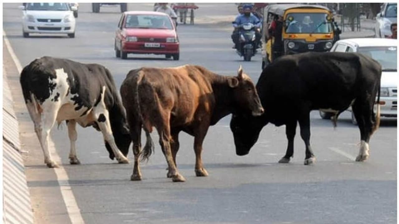 ബൈക്കിടിച്ചു; യുവാവിനെ പശു കുത്തിക്കൊന്നു