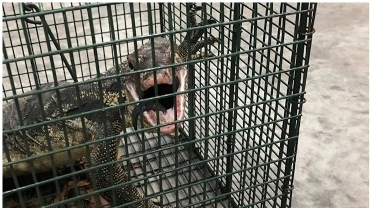 നാട്ടുകാരുടെ ഉറക്കം കെടുത്തിയ ആ ഭീമന്‍ ഉടുമ്പിനെ കൊന്നു; കീഴ്‌പ്പെടുത്തിയത്‌ അതിസാഹസികമായി