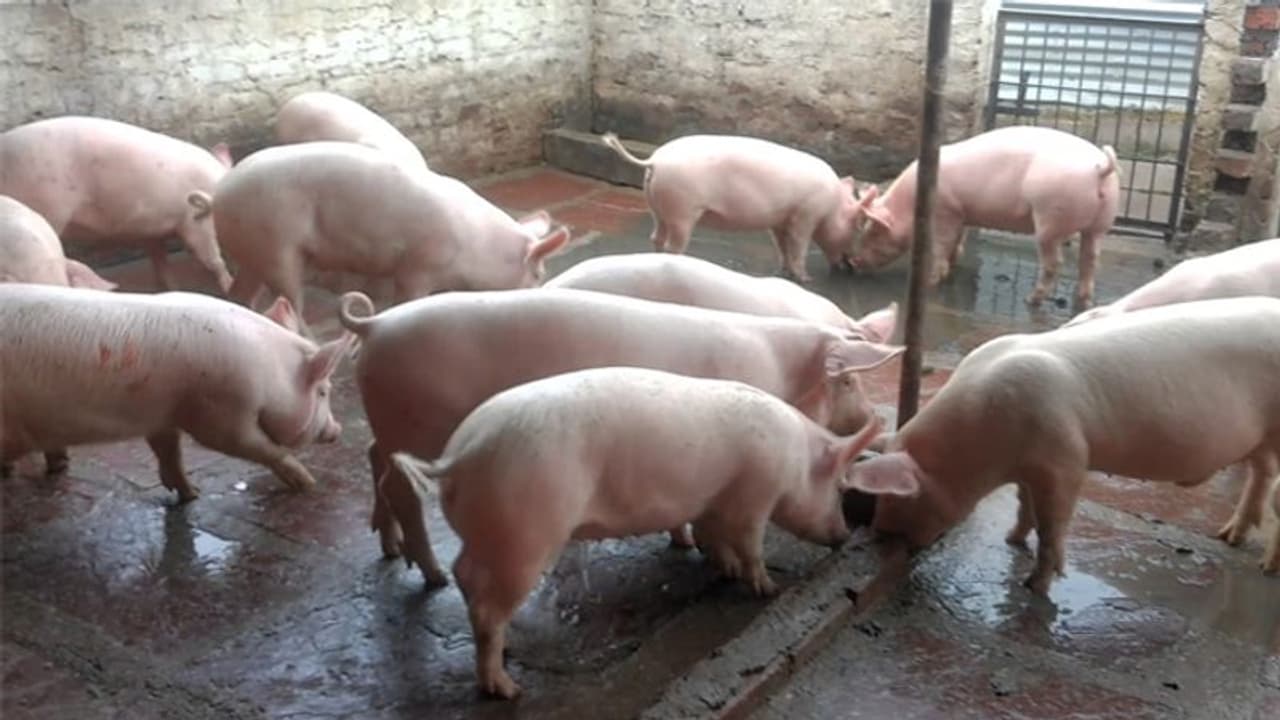 പന്നി വളർത്തൽ ഫാം ആരംഭിച്ച കുടുംബത്തിന് വിലക്ക്; അസമിലെ മതസംഘടനയ്ക്കെതിരെ പ്രതിഷേധം പന്നി വളർത്തൽ ഫാം ആരംഭിച്ച കുടുംബത്തിന് വിലക്ക്; അസമിലെ മതസംഘടനയ്ക്കെതിരെ പ്രതിഷേധം