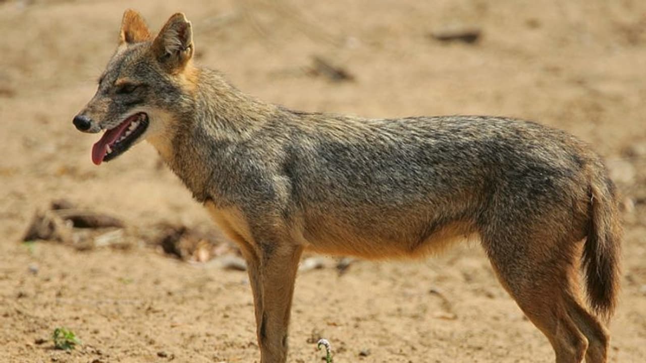 ঘর থেকে বেরোলেই শিয়ালের কামড়, গ্রাম জুড়ে আতঙ্ক, হাসপাতালে ভর্তি শিশু সহ ৩০ জন ঘর থেকে বেরোলেই শিয়ালের কামড়, গ্রাম জুড়ে আতঙ্ক, হাসপাতালে ভর্তি শিশু সহ ৩০ জন