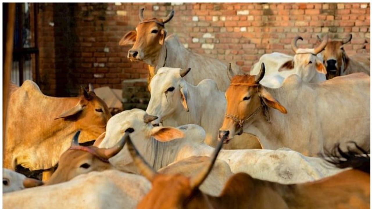 দাদরি কাণ্ডের ছায়া গুরুগ্রামে, গো মাংস পাচারের অভিযোগে পুলিশের সামনেই যুবককে গণধোলাই দাদরি কাণ্ডের ছায়া গুরুগ্রামে, গো মাংস পাচারের অভিযোগে পুলিশের সামনেই যুবককে গণধোলাই