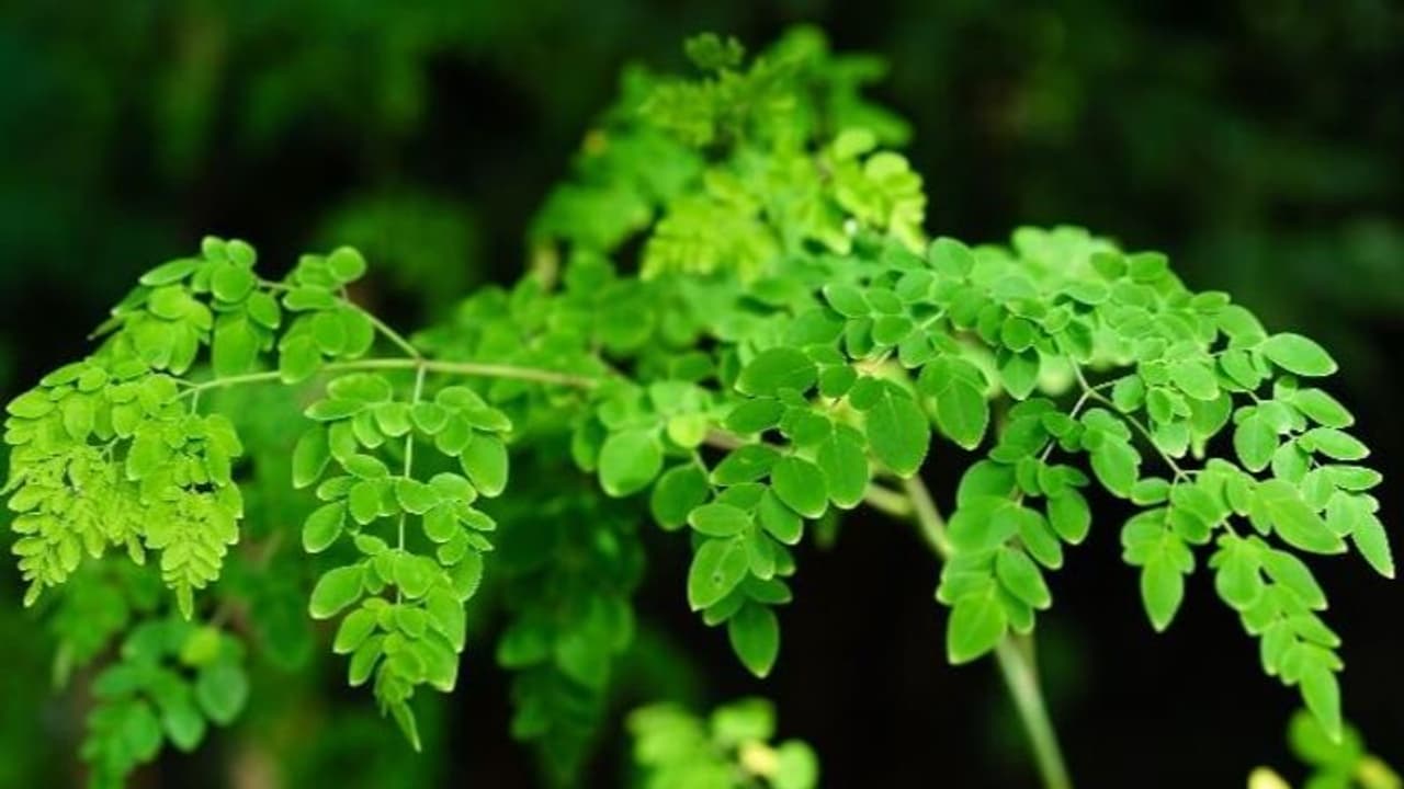 മുരിങ്ങ കഴിക്കാത്തവരും കഴിച്ചുപോകും, അത്രയും ആരോഗ്യഗുണങ്ങളുള്ള ഭക്ഷണം...