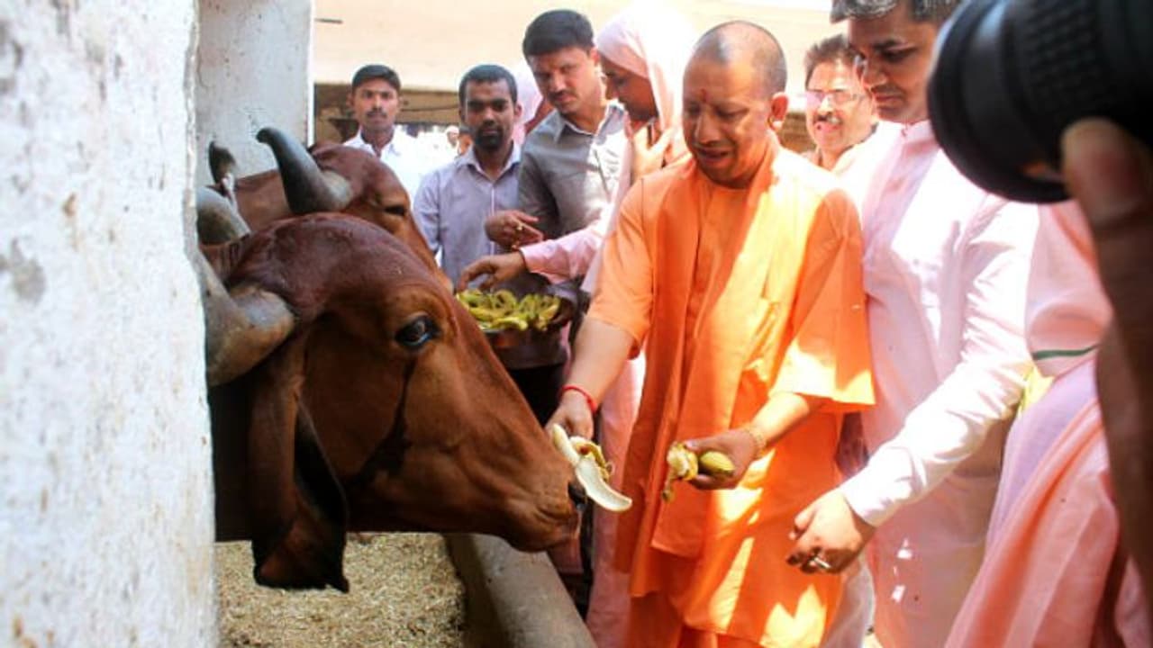 খোদ রাম জন্মভূমিতেই ইজ্জত গেল 'গোমাতা'র! সিসিটিভি ফুটেজে চাঞ্চল্য যোগী রাজ্যে খোদ রাম জন্মভূমিতেই ইজ্জত গেল 'গোমাতা'র! সিসিটিভি ফুটেজে চাঞ্চল্য যোগী রাজ্যে