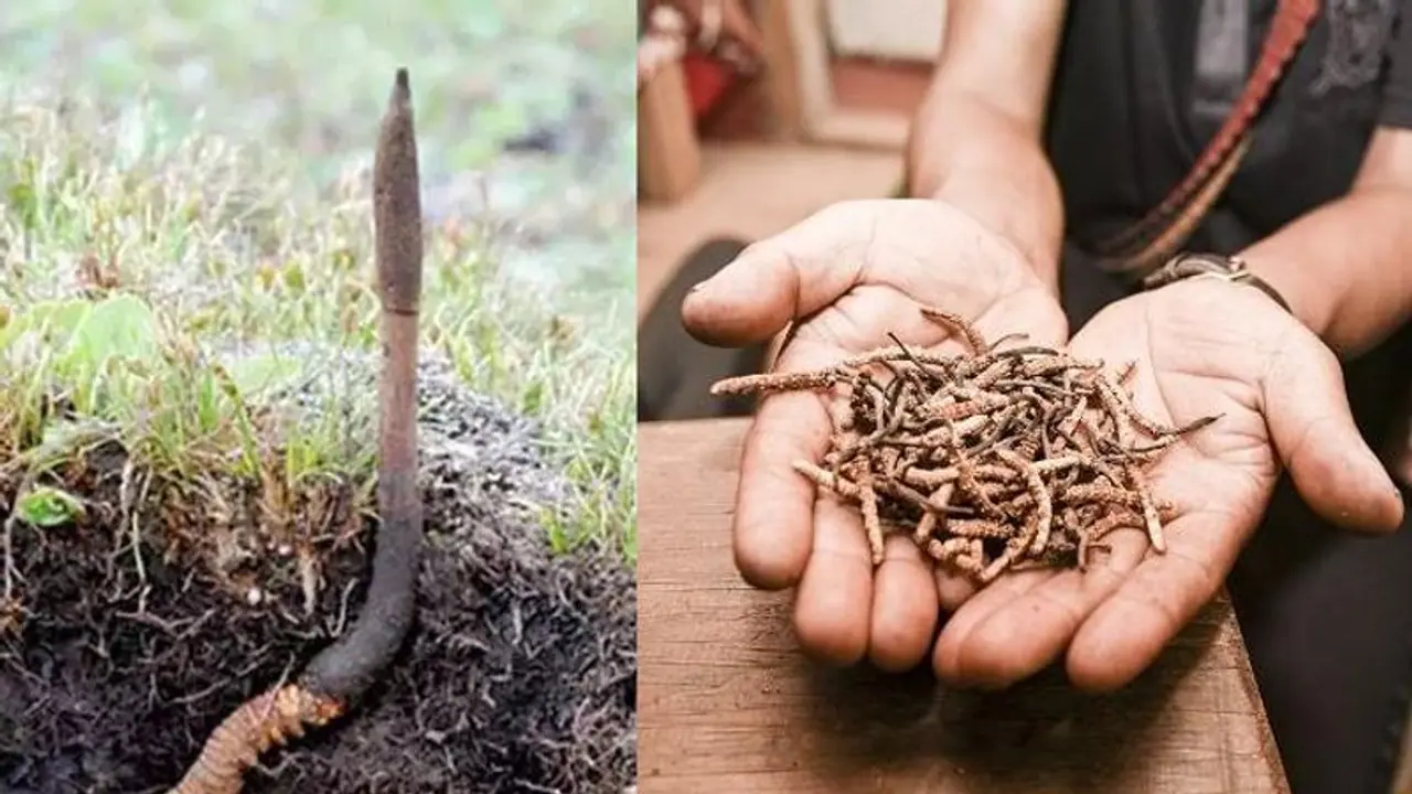 ವಯಾಗ್ರಾಕ್ಕಾಗಿ ಕಾದಾಟ: ಗುಡ್ಡದಲ್ಲಿ ನಿಷೇಧಾಜ್ಞೆ! ವಯಾಗ್ರಾಕ್ಕಾಗಿ ಕಾದಾಟ: ಗುಡ್ಡದಲ್ಲಿ ನಿಷೇಧಾಜ್ಞೆ!