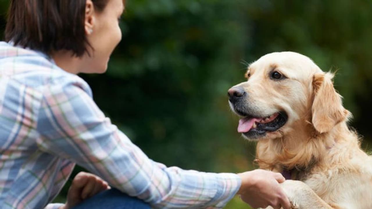 പട്ടികളോടുള്ള ഇഷ്ടം അങ്ങനെ വെറുതെ വരുന്നതാണോ? പഠനം പറയുന്നതിങ്ങനെ... പട്ടികളോടുള്ള ഇഷ്ടം അങ്ങനെ വെറുതെ വരുന്നതാണോ? പഠനം പറയുന്നതിങ്ങനെ...