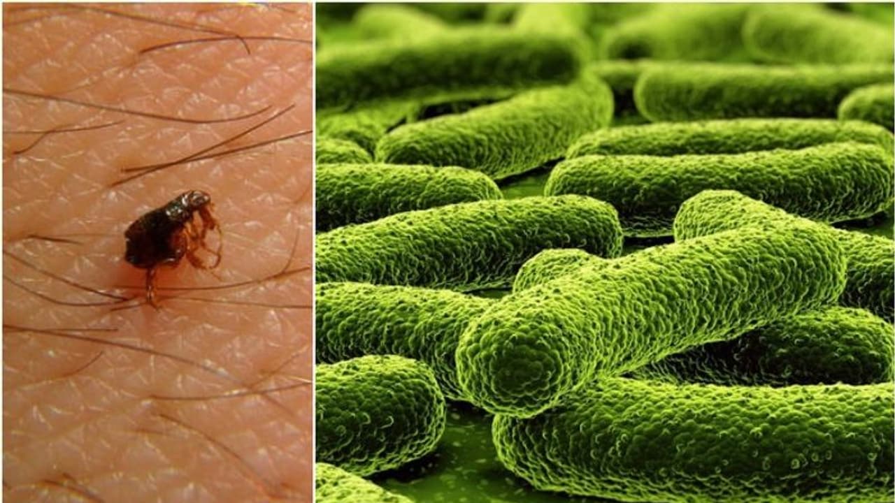 Scrub Typhus জেলায় ছড়াচ্ছে স্ক্রাব টাইফাস, আক্রান্ত হচ্ছে শিশুরা, চিন্তায় স্বাস্থ্য দপ্তর Scrub Typhus জেলায় ছড়াচ্ছে স্ক্রাব টাইফাস, আক্রান্ত হচ্ছে শিশুরা, চিন্তায় স্বাস্থ্য দপ্তর