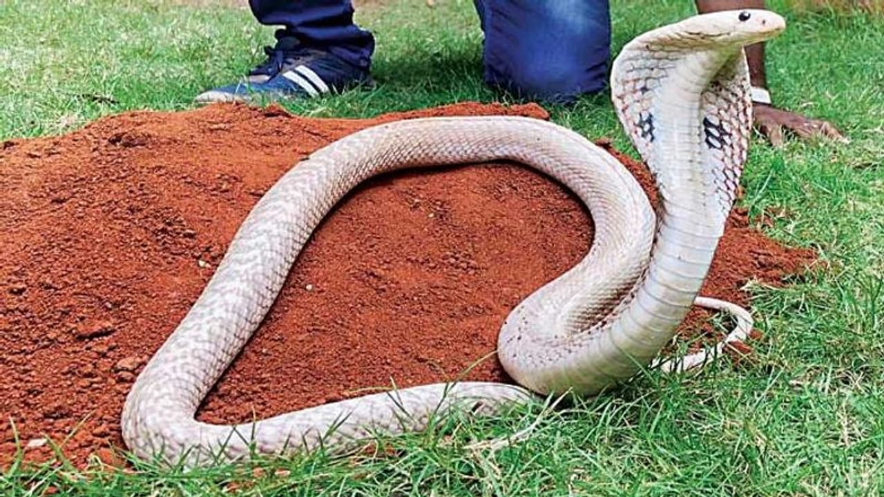 6 ಅಡಿ ಉದ್ದದ ಬಿಳಿ ನಾಗರ ಹಾವು ಪ್ರತ್ಯಕ್ಷ 6 ಅಡಿ ಉದ್ದದ ಬಿಳಿ ನಾಗರ ಹಾವು ಪ್ರತ್ಯಕ್ಷ
