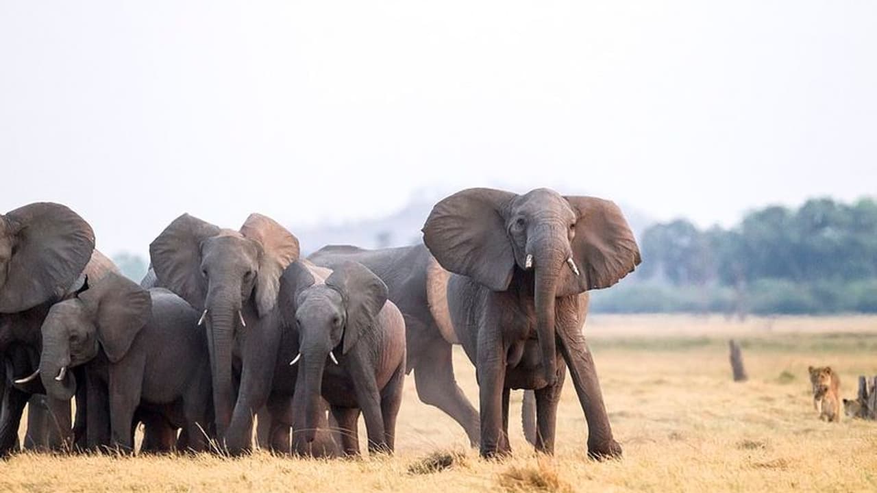 ಸಂಜೆಯಾಗ್ತಿದ್ದಂತೆ ಜಮೀನಿಗೆ ಕಾಡಾನೆ ಹಿಂಡು ದಾಳಿ, ರೈತರು ಕಂಗಾಲು ಸಂಜೆಯಾಗ್ತಿದ್ದಂತೆ ಜಮೀನಿಗೆ ಕಾಡಾನೆ ಹಿಂಡು ದಾಳಿ, ರೈತರು ಕಂಗಾಲು