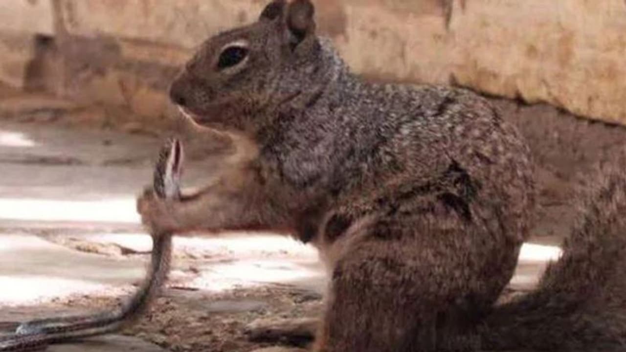 പാമ്പിനെ തിന്നുന്ന അണ്ണാൻ; ചിത്രം വെെറൽ പാമ്പിനെ തിന്നുന്ന അണ്ണാൻ; ചിത്രം വെെറൽ