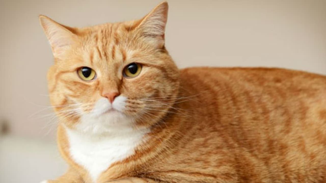 പൂച്ചകള്‍ക്ക് പേരിടുന്നതിന് മുമ്പ് ഇതൊന്ന് അറിഞ്ഞുവച്ചോളൂ...