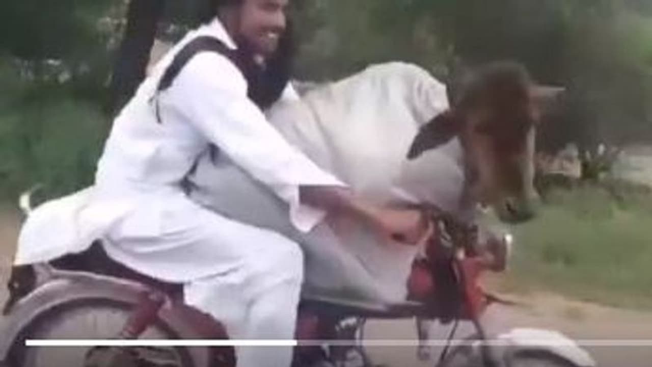 ಬೈಕ್ ಮೇಲೆ ಹಸುವಿನ ಪ್ರಯಾಣ, ವೈರಲ್ ಆದ ವಿಡಿಯೋ ನೋಡಣ್ಣ ಬೈಕ್ ಮೇಲೆ ಹಸುವಿನ ಪ್ರಯಾಣ, ವೈರಲ್ ಆದ ವಿಡಿಯೋ ನೋಡಣ್ಣ