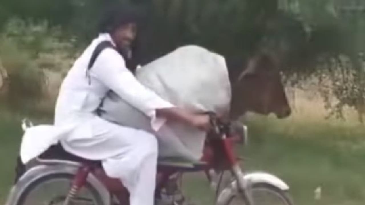 இது என்ன புது கொடுமை! கன்று குட்டியை வைத்து இப்படியா செய்வது? வைரல் வீடியோ! இது என்ன புது கொடுமை! கன்று குட்டியை வைத்து இப்படியா செய்வது? வைரல் வீடியோ!